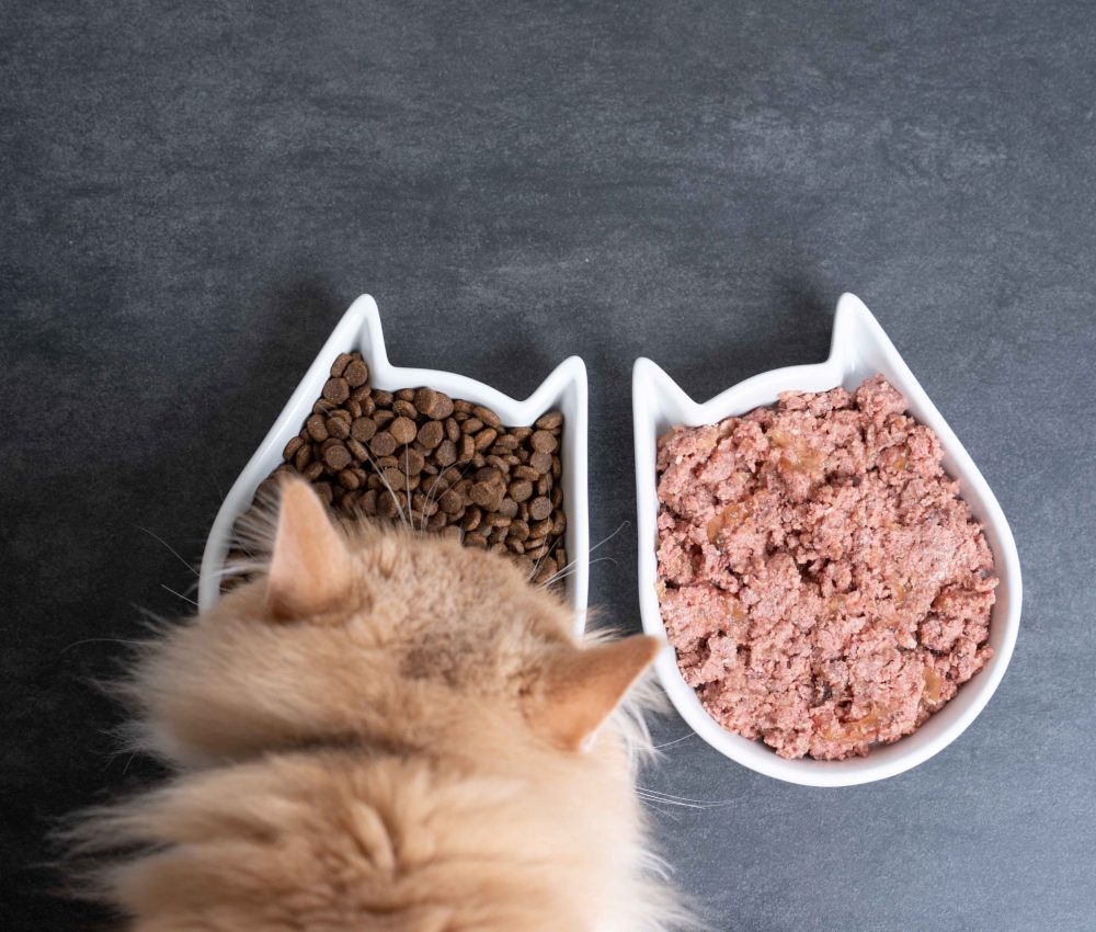 top view of a cream colored maine coon cat eating dry and wet pet food from feeding dish with copy space