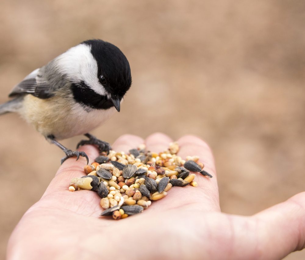 A,Chickadee,Perches,On,A,Finger,And,Selects,Seeds,To